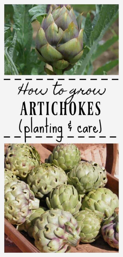 Easy tips for growing artichokes. Artichoke planting and care.