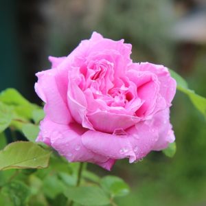 Black spots on roses. Causes and cures of black spots on roses in your flower garden.