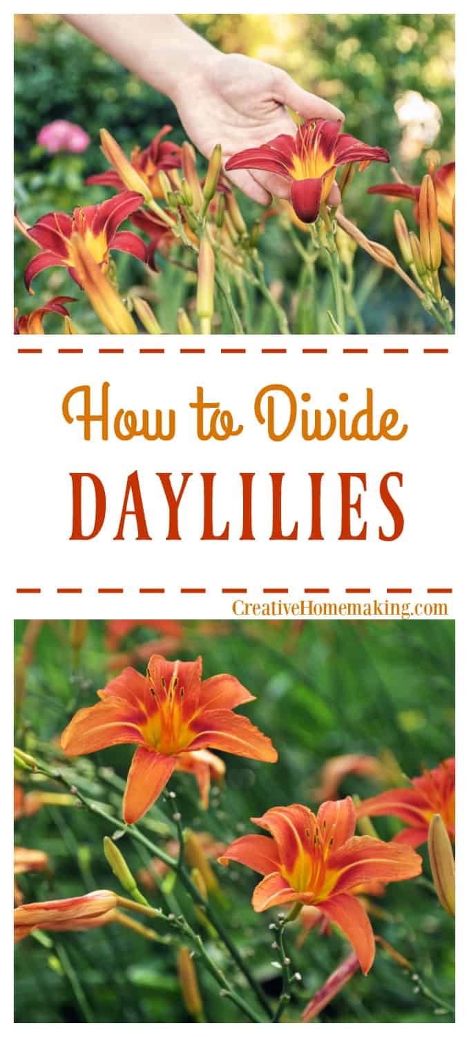 How to Divide Daylilies - Creative Homemaking