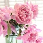 How to plant, grow, and care for peonies, a perennial flower used in floral arrangements. A favorite cut flower for flower arrangements.