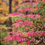 Tips for growing burning bushes in your flower garden.