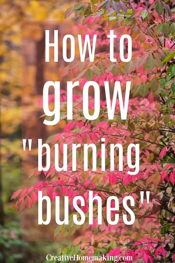 Tips for growing burning bushes in your flower garden. An excellent shrub for a border or hedge.