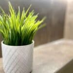 Cleaning an artificial plant with a soft brush and water solution.
