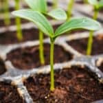 Close up of a green cucumber seedling in a greenhouse