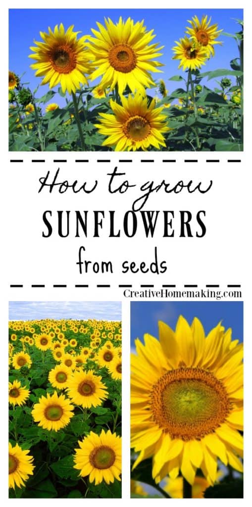 Easy tips for growing sun