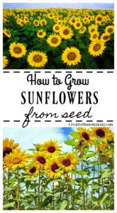 Growing Sunflowers From Seed - Creative Homemaking