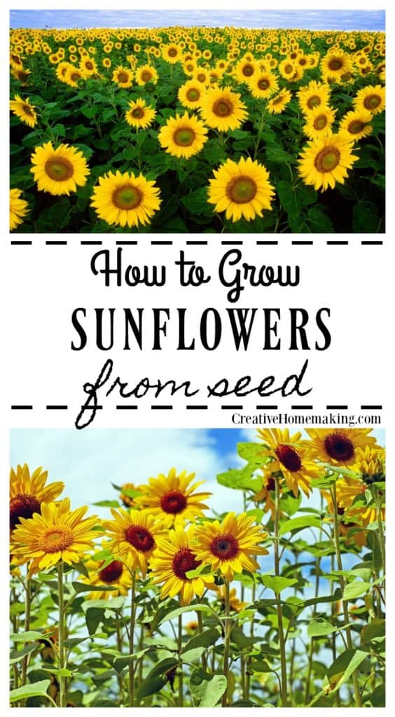 Easy tips for growing sunflowers from seeds.