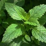 Expert tips for growing lemon balm in your herb garden.