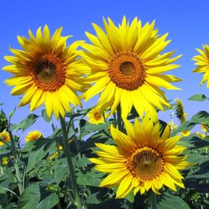 Tips for growing sunflowers from seeds.