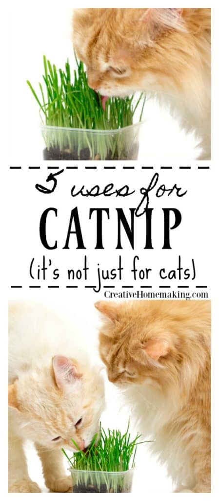 Cats eating a catnip plant