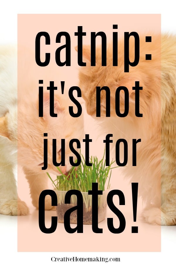 Medicinal uses for catnip. How to grow catnip, how to use catnip to make tea, and more.