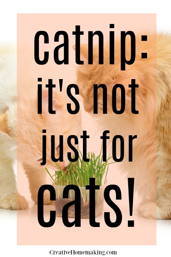 Catnip: It's not Just for Cats - ATX Animal Clinic