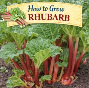 Want to grow rhubarb at home? This beginner-friendly guide covers where to plant rhubarb, soil needs, sunlight, and care tips so you can enjoy fresh stalks every spring.