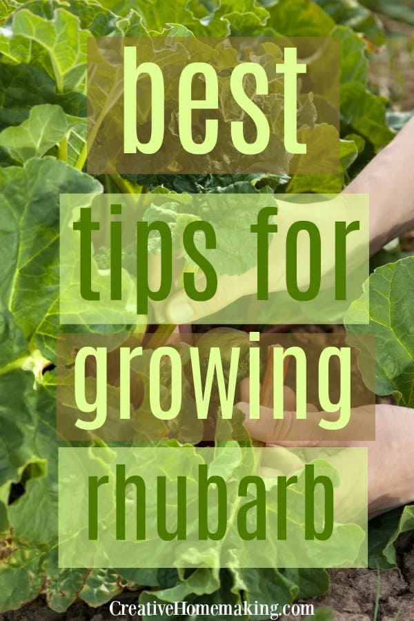 Easy tips for growing rhubarb in your vegetable garden. When to plant rhubarb, how to plant rhubarb, and easy rhubarb recipes.