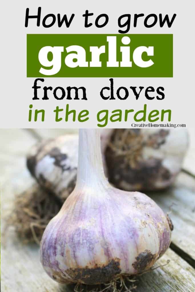 Easy tips for growing garlic from cloves in the garden.