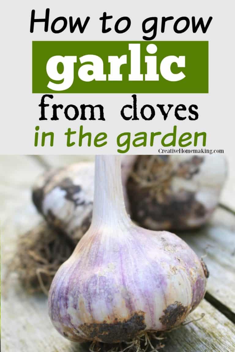 Tips for Growing Garlic Creative Homemaking