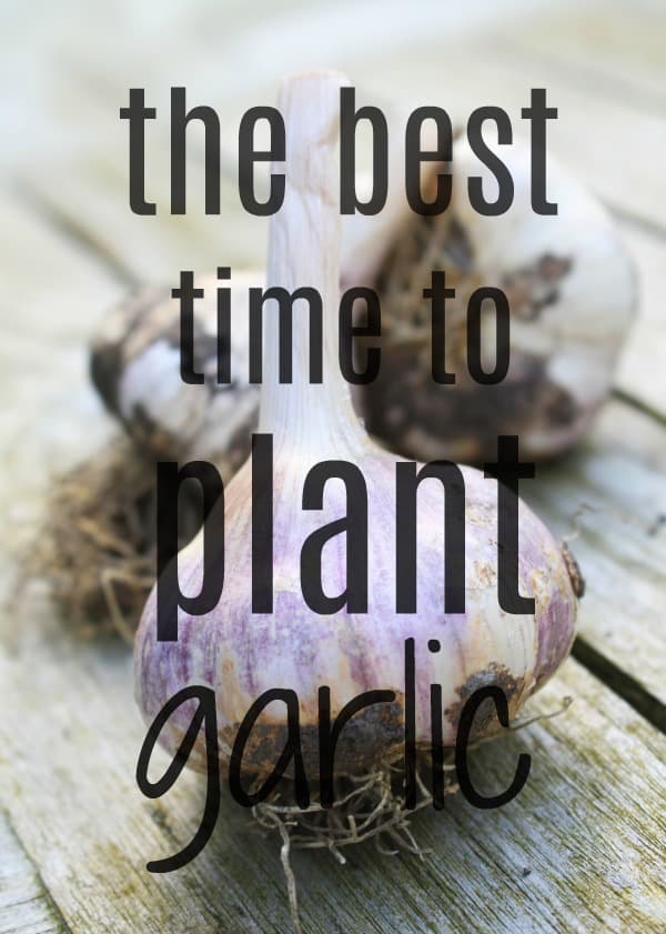 Easy tips for growing garlic, including the best time to plant garlic in your garden.