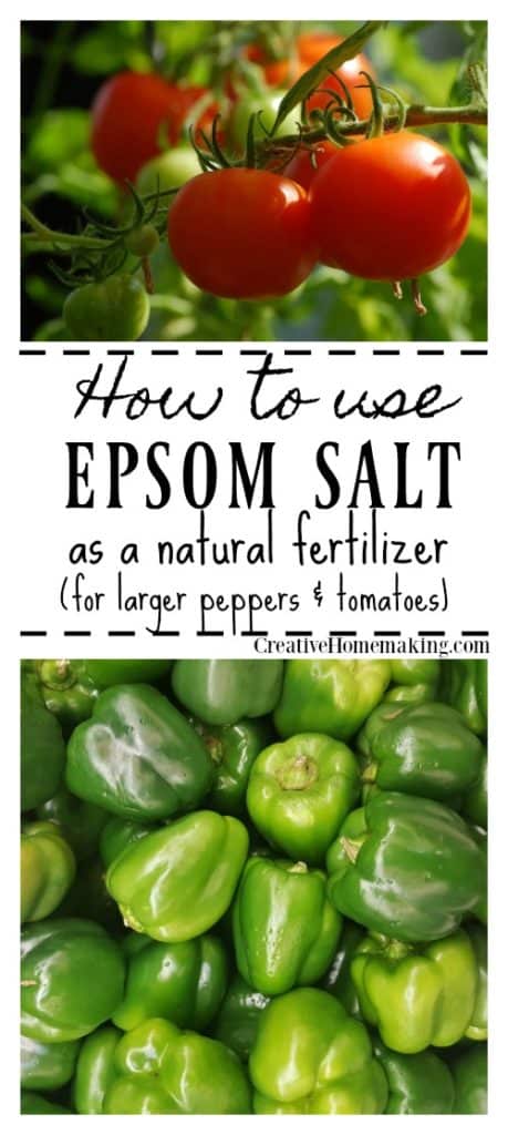 Using epsom salt as a natural fertilizer to grow larger tomatoes and bell peppers.