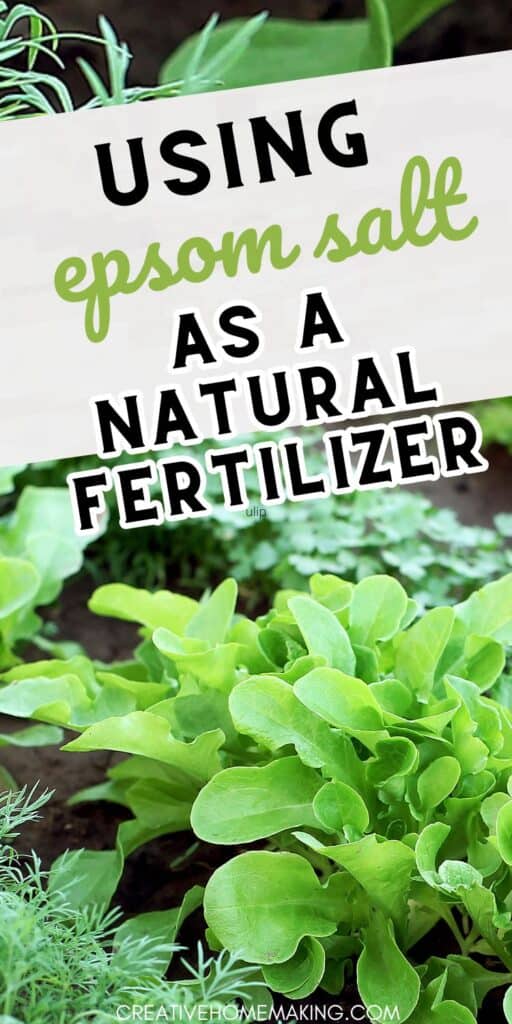 Transform your garden with the natural benefits of epsom salt as a fertilizer! From promoting strong, lush foliage to enhancing flower blooming, this eco-friendly solution is a must-have for any gardening enthusiast. Uncover the secrets of using epsom salt to cultivate a thriving, sustainable garden that flourishes with vitality and beauty.