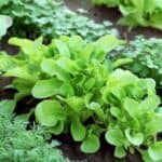 Discover the power of epsom salt as a natural fertilizer for your garden! This versatile mineral not only nourishes your plants with essential nutrients, but also helps improve soil quality for healthier, more vibrant growth. Explore creative ways to incorporate epsom salt into your gardening routine for beautiful, bountiful results.