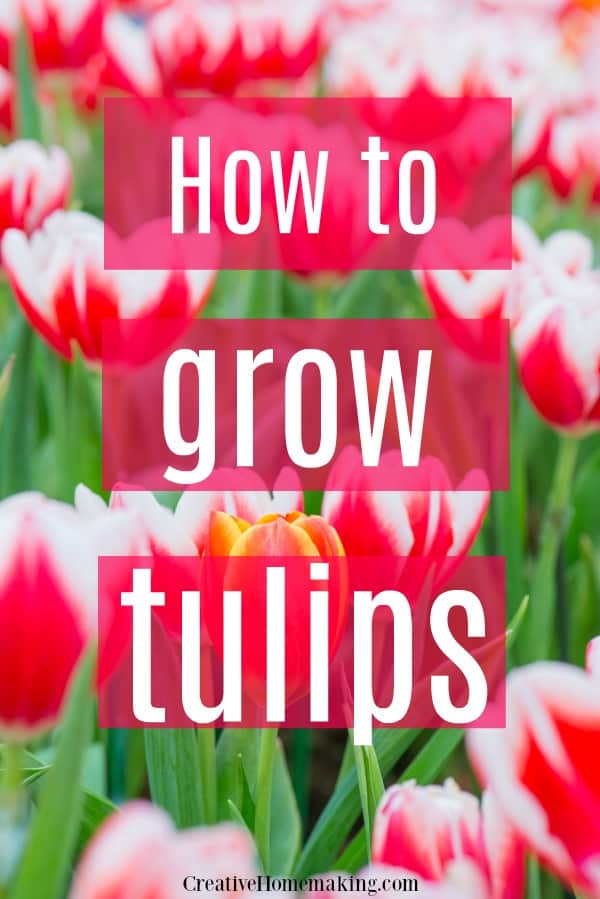 Expert tips for growing tulips. The best time of year to plant tulips, what kind of soil is best for tulips, how deep to plant tulip bulbs, and more.
