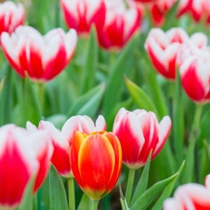 Expert tips for growing tulips. The best time of year to plant tulips, what kind of soil is best for tulips, how deep to plant tulip bulbs, and more.