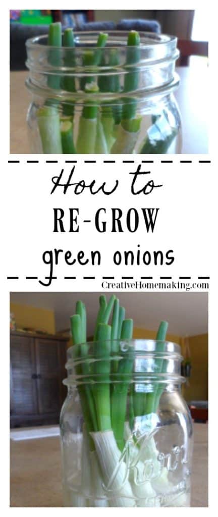 How to re-grow green onions