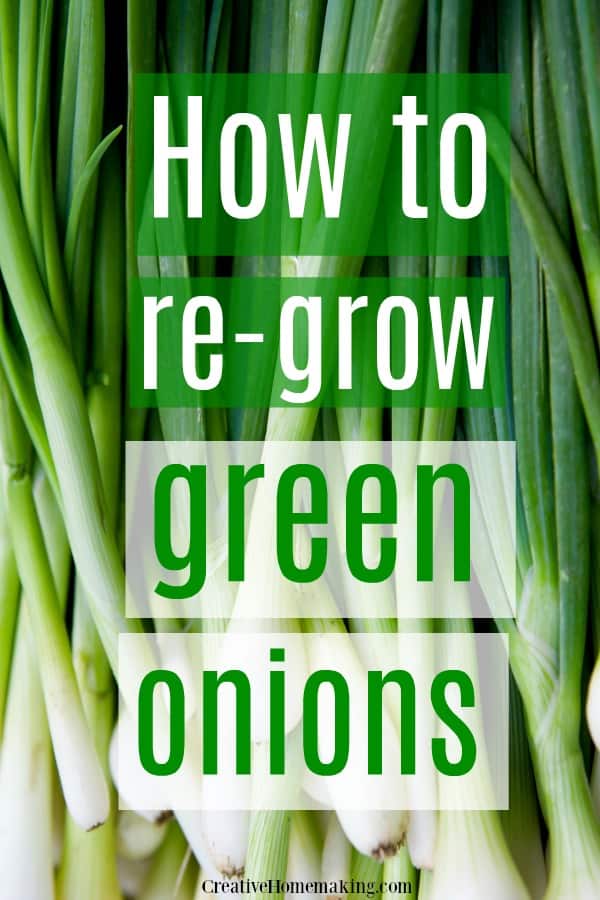 How to re-grow green onions indoors in a glass of water.