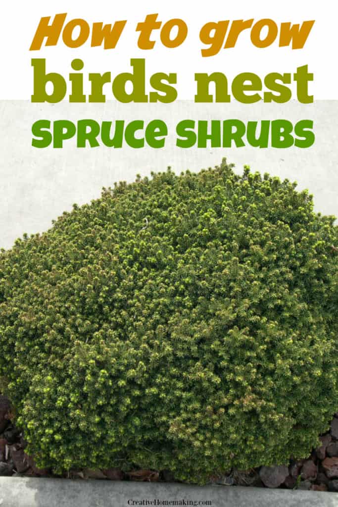 Easy tips for growing birds nest spruce shrubs.