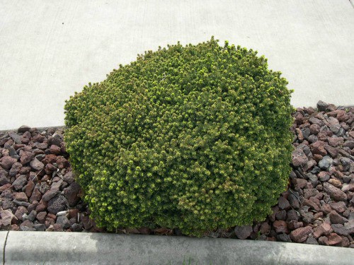 Beginner's tips for growing bird's nest spruce, a low maintenance shrub that is great to plant along sidewalks or walkways.