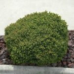 Beginner's tips for growing bird's nest spruce, a low maintenance shrub that is great to plant along sidewalks or walkways.