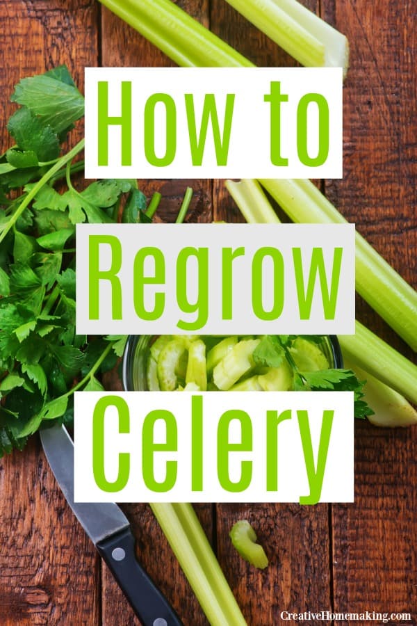 How to regrow celery! Tips for growing celery indoors in water from celery scraps. One of my favorite vegetables to regrow.