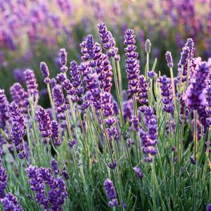 Create a tranquil atmosphere in your home with a homemade lavender linen spray. Combine distilled water, vodka, and lavender essential oil in a spray bottle, then lightly mist your sheets and pillows for a calming and refreshing scent.