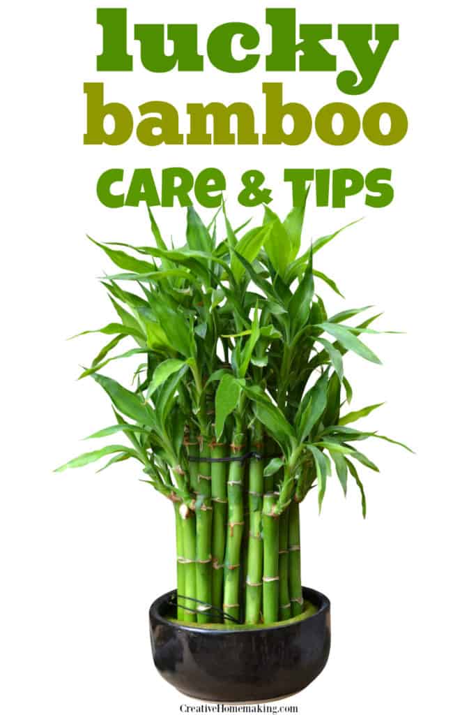 Lucky bamboo care and tips. How to care for lucky bamboo in water arrangements.