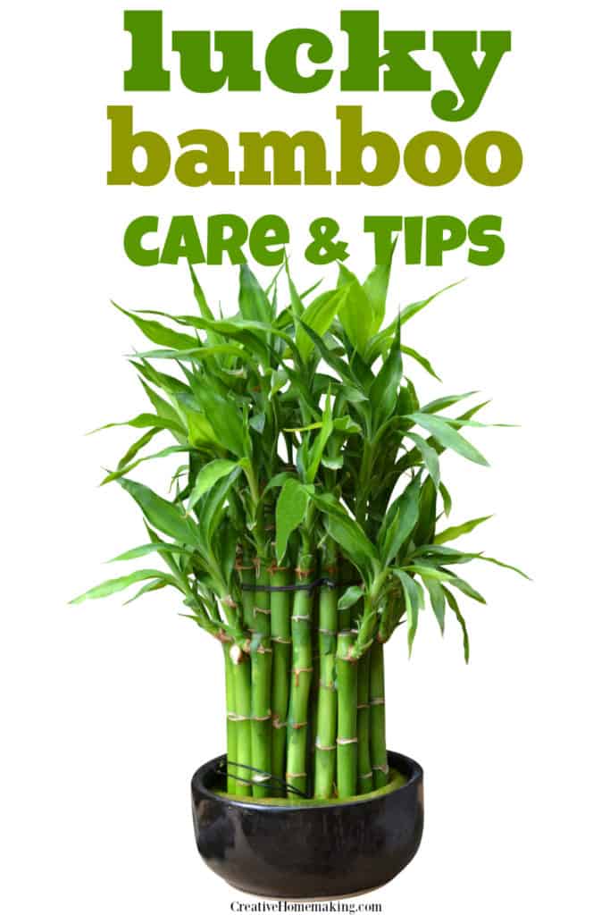 Bamboo Plant Care - How to Grow & Maintain Bamboo Plants