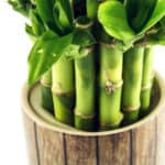 Lucky bamboo care and tips. How to care for lucky bamboo in water arrangements.
