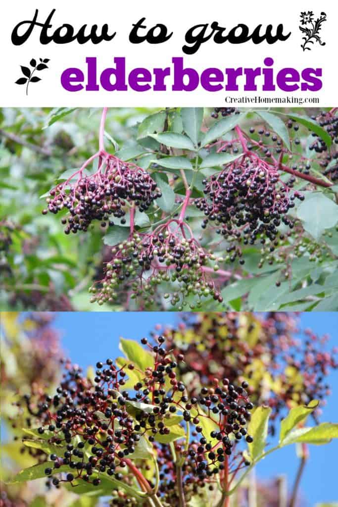 Easy tips for growing elderberries in your yard.