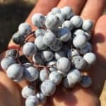 Easy recipe for canning elderberry syrup.