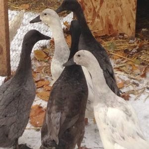 Tips for taking care of ducks during the winter months.