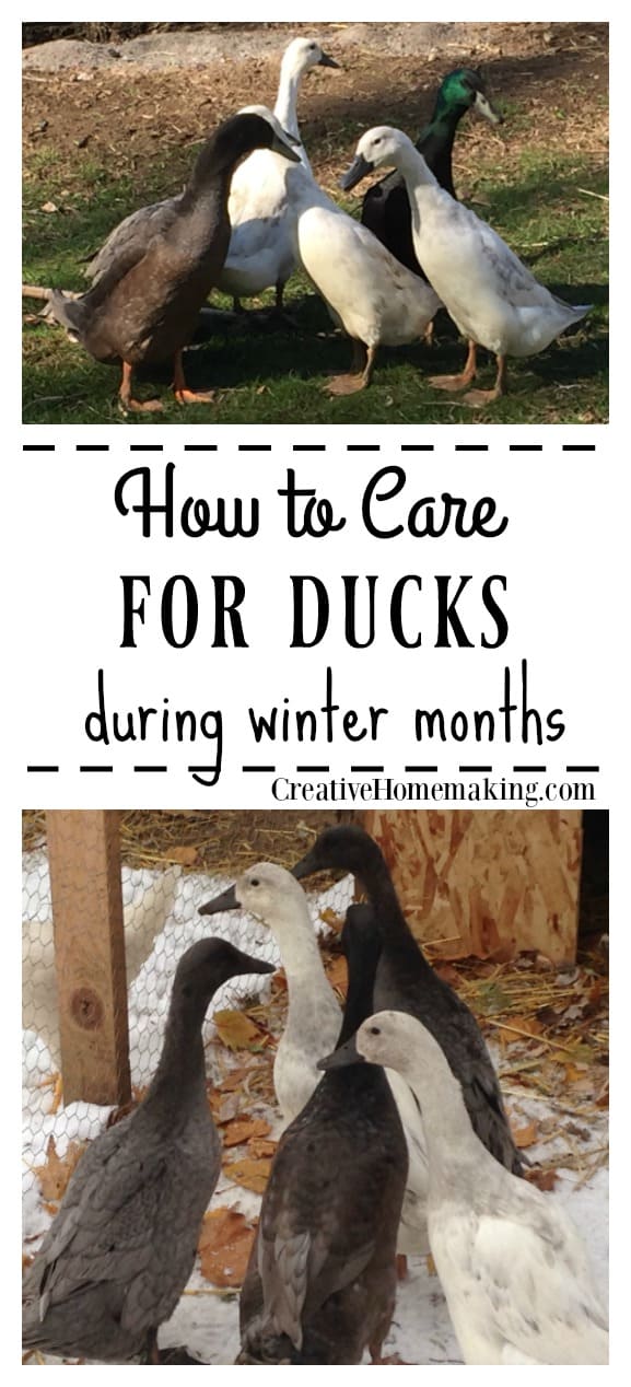 Caring for Ducks During Winter Creative Homemaking