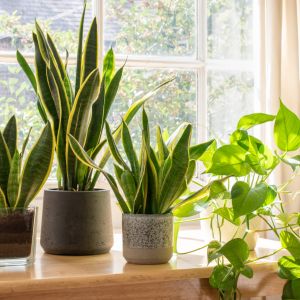 Easy DIY plant food for indoor plants.