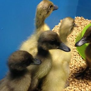 How to care for baby ducks. Homesteading for beginners.