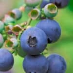 Preserve the sweet taste of summer with our canning blueberry syrup recipe. Made with fresh blueberries and a touch of lemon, this syrup is perfect for drizzling over pancakes, waffles, and ice cream. Our easy-to-follow canning recipe is perfect for both seasoned canners and beginners. With just a few simple ingredients, you can create a flavorful and satisfying syrup that will impress your family and friends.