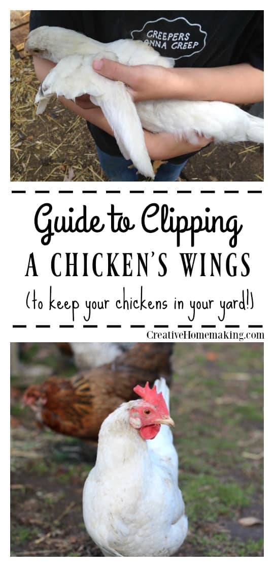 Complete guide to clipping a chicken's wings to keep your chickens in your backyard.