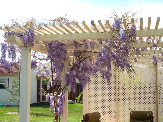 Easy tips for growing wisteria vines on your patio or pergola.