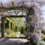 Expert tips for nurturing healthy wisteria plants