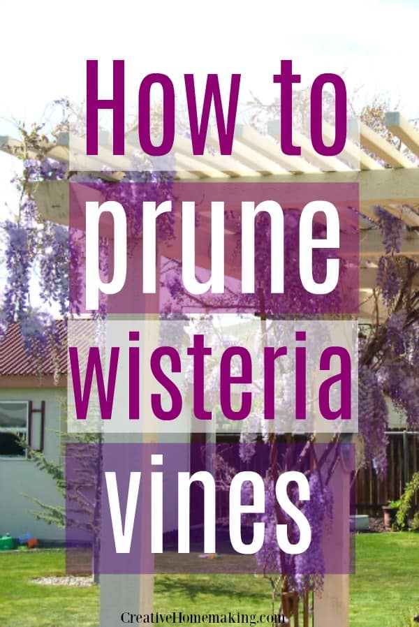 Easy beginning gardening tips for pruning wisteria vines.