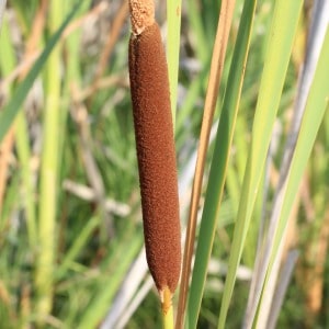 Step-by-step instructions for preserving cattails to display with your fall or autumn decor.