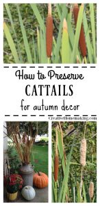 cattails preserving creativehomemaking