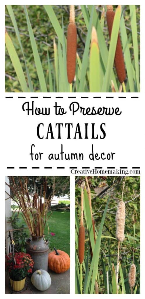 Step-by-step instructions for preserving cattails to display with your fall or autumn decor.